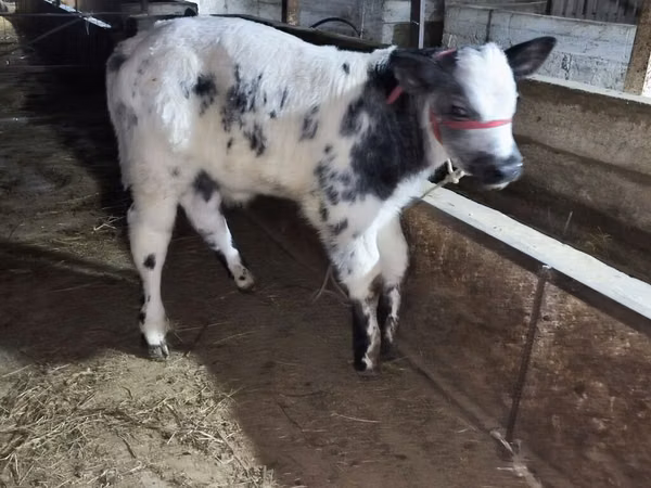 Toro, Azul Belga