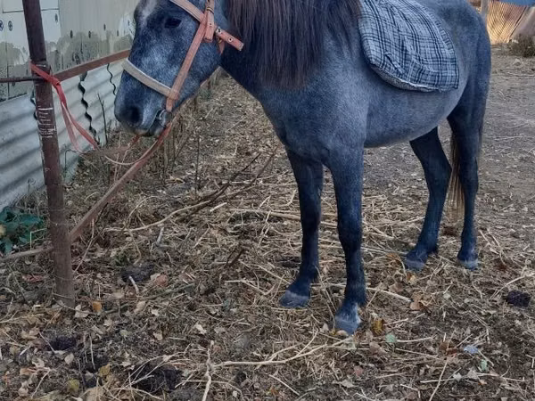 घोड़ा, Kazakh horse