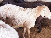 Sheep, Sheep — photo 2