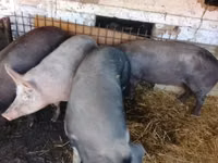 Boar, Pigs — photo 5