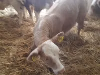 أبقار (دفعة، الجنس غير محدد), Simmental cattle — الصورة 5