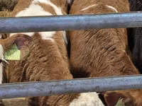 Bulle, Simmental cattle — Foto 4