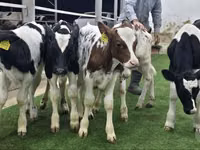 牛只（批次，未指定性别）, Simmental cattle — 照片 3