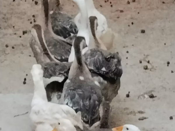 库班