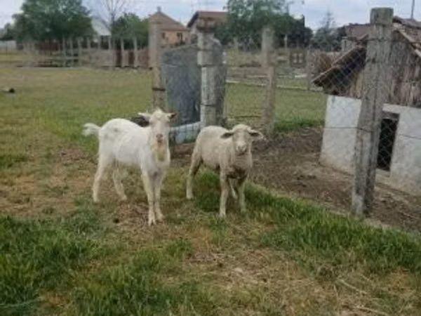 Хуц, Merino sheep