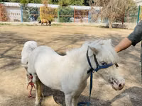 Caballos (lote, sexo no especificado), Australian Pony — foto 3