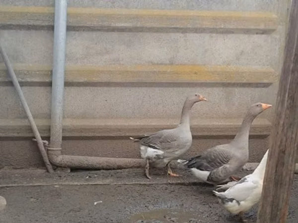Geese