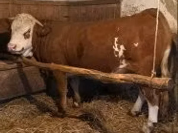 母牛, Simmental cattle