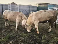 公牛, Charolais cattle — 照片 3