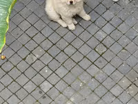 🐶 SATILIR – ÇAU-ÇAU Erkək Çau-Çau balasıdır. 2 aylıqdır, rəngi ağdır — 照片 3