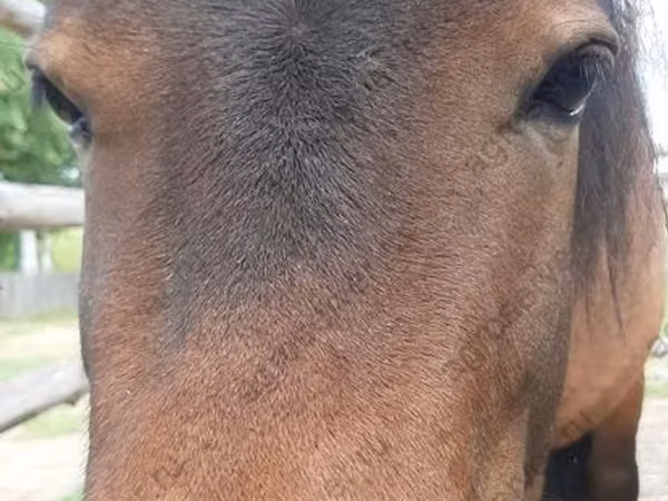 घोड़ी, American shetland pony