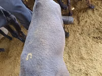 公羊, Kyrgyz Mountain merino sheep — 照片 7