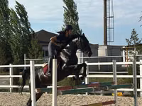母马, Friesian sport horse — 照片 1