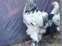 Brahma — photo 2