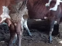 母牛, Cattle — 照片 4