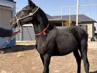 घोड़ा, Arabian horse — फ़ोटो 3