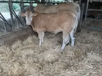 公牛, Blonde d’Aquitane cattle — 照片 3