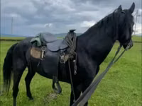 Hengst, Karachay horse — Foto 6