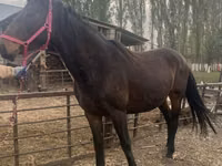 Stute, Percheron — Foto 5