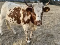 Үнээ, Кастын үхэр — 2 зураг
