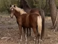 母马, Haflinger — 照片 5