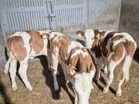 母牛, Simmental cattle — 照片 1