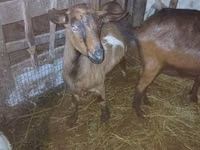 बकरी, Nubian Goat — फ़ोटो 3