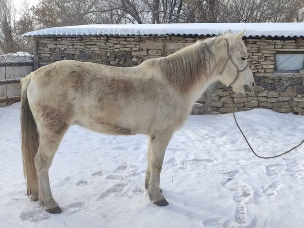 Адуу, Kazakh horse