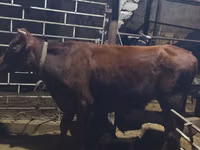 母牛, Cattle — 照片 3