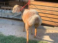 Oveja, Arashan sheep — foto 5