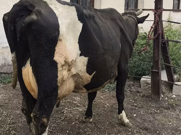 母牛, Russian Black pied cattle