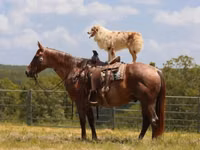 घोड़ा, Quarter Horse — फ़ोटो 3
