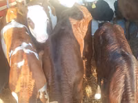 Үхэр (бүлэг, хүйс заагаагүй), Simmental cattle — 1 зураг