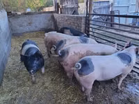 Cerdos (lote, sexo no especificado), Cerdos — foto 2