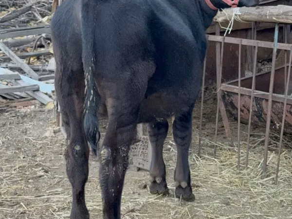Toro, Aberdeen-Angus