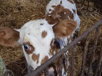بقرة, Charolais cattle — الصورة 6