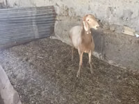 Widder, Rhon sheep — Foto 2