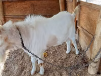 Ziege, Saanen goat — Foto 4