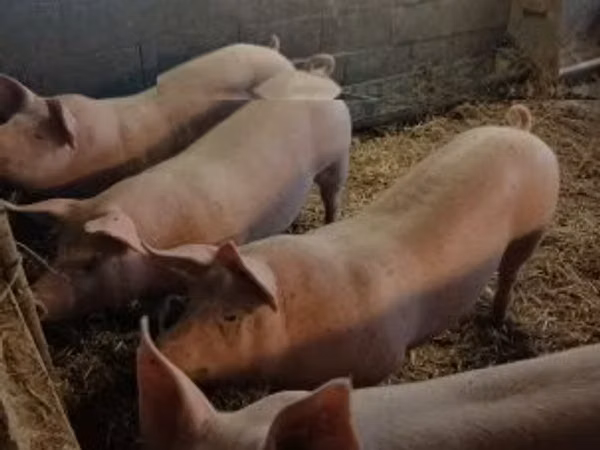 公猪, Pigs