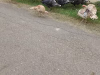 Turkeys — फ़ोटो 2
