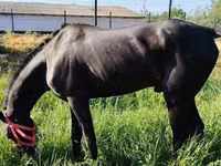Horses (batch, sex not specified), Hanoverian — photo 6