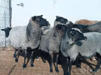 भेड़, Romanov sheep — फ़ोटो 4