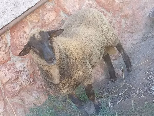 公羊, White Suffolk sheep