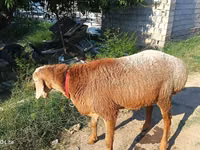 Ram, Agin sheep — photo 2