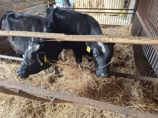 Bulle, Aberdeen-Angus