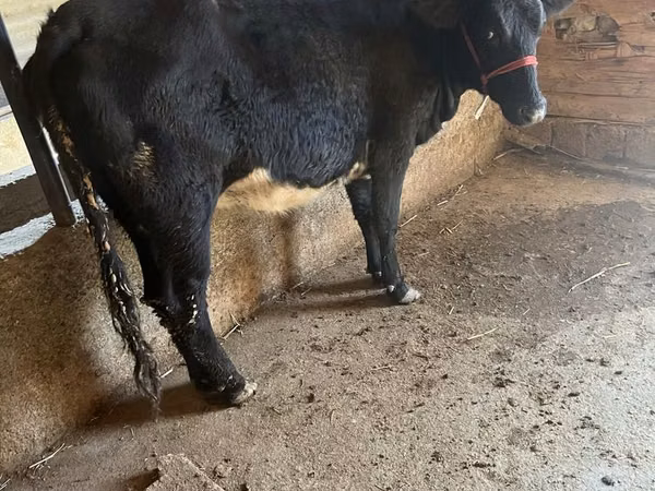 母牛, Aberdeen-Angus