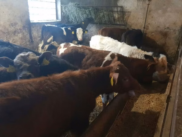 Cattle (batch, sex not specified), Cattle