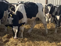 Bulle, Russian Black pied cattle — Foto 1