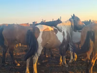 Адуу (бүлэг, хүйс заагаагүй), Horse breed — 2 зураг