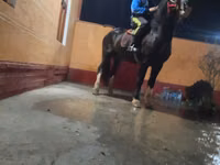 حصان, Russian warmblood — الصورة 1